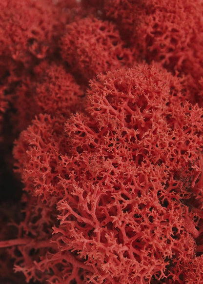 21669 Reindeer Moss Preserved, Chartreuse, 8oz (200 cubic inch)