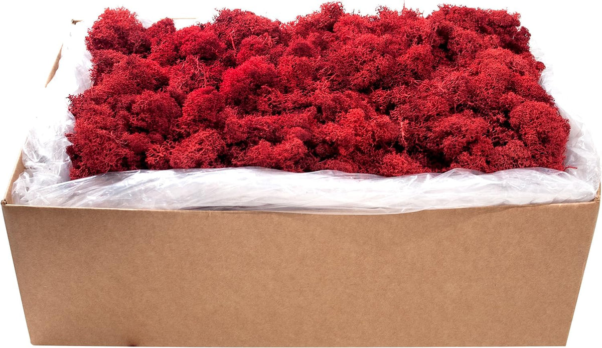 21669 Reindeer Moss Preserved, Chartreuse, 8oz (200 cubic inch)