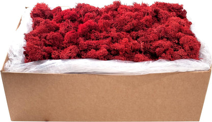 21669 Reindeer Moss Preserved, Chartreuse, 8oz (200 cubic inch)