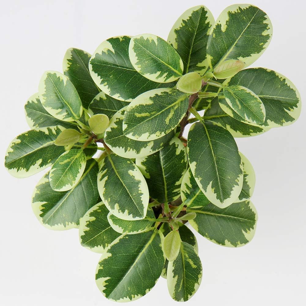 Artificial Plants Mini Camellia Potted Fake Plants Small Faux Plastic Plants Desk Plant Artificial Flowers with Vase for Home Office Desk Kitchen Garden Indoor Decor