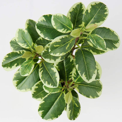 Artificial Plants Mini Camellia Potted Fake Plants Small Faux Plastic Plants Desk Plant Artificial Flowers with Vase for Home Office Desk Kitchen Garden Indoor Decor