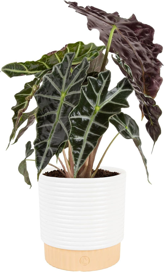 Alocasia, Live Indoor Plant, Easy Care, Home Decor