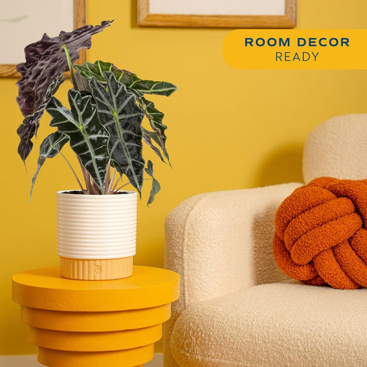 Alocasia, Live Indoor Plant, Easy Care, Home Decor