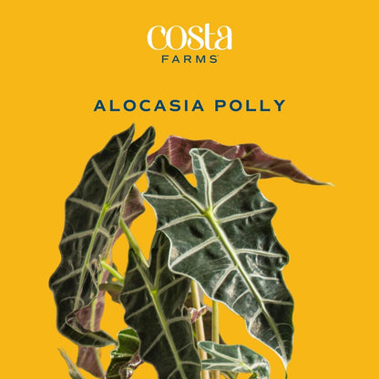 Alocasia, Live Indoor Plant, Easy Care, Home Decor