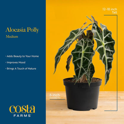 Alocasia, Live Indoor Plant, Easy Care, Home Decor