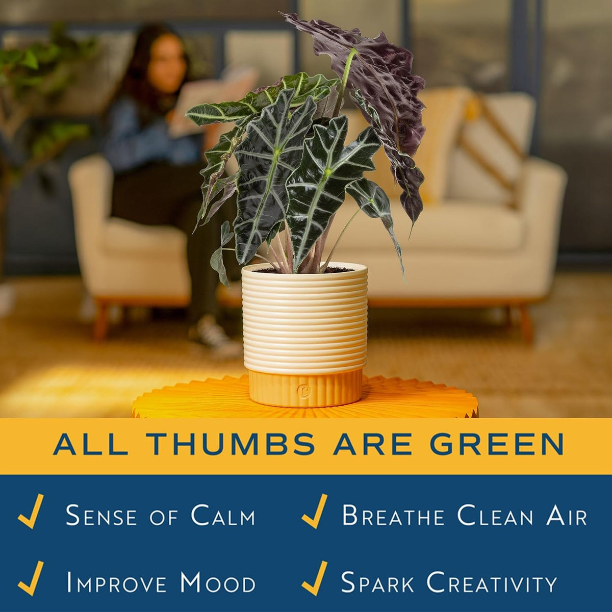 Alocasia, Live Indoor Plant, Easy Care, Home Decor