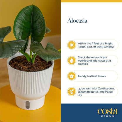 Alocasia, Live Indoor Plant, Easy Care, Home Decor