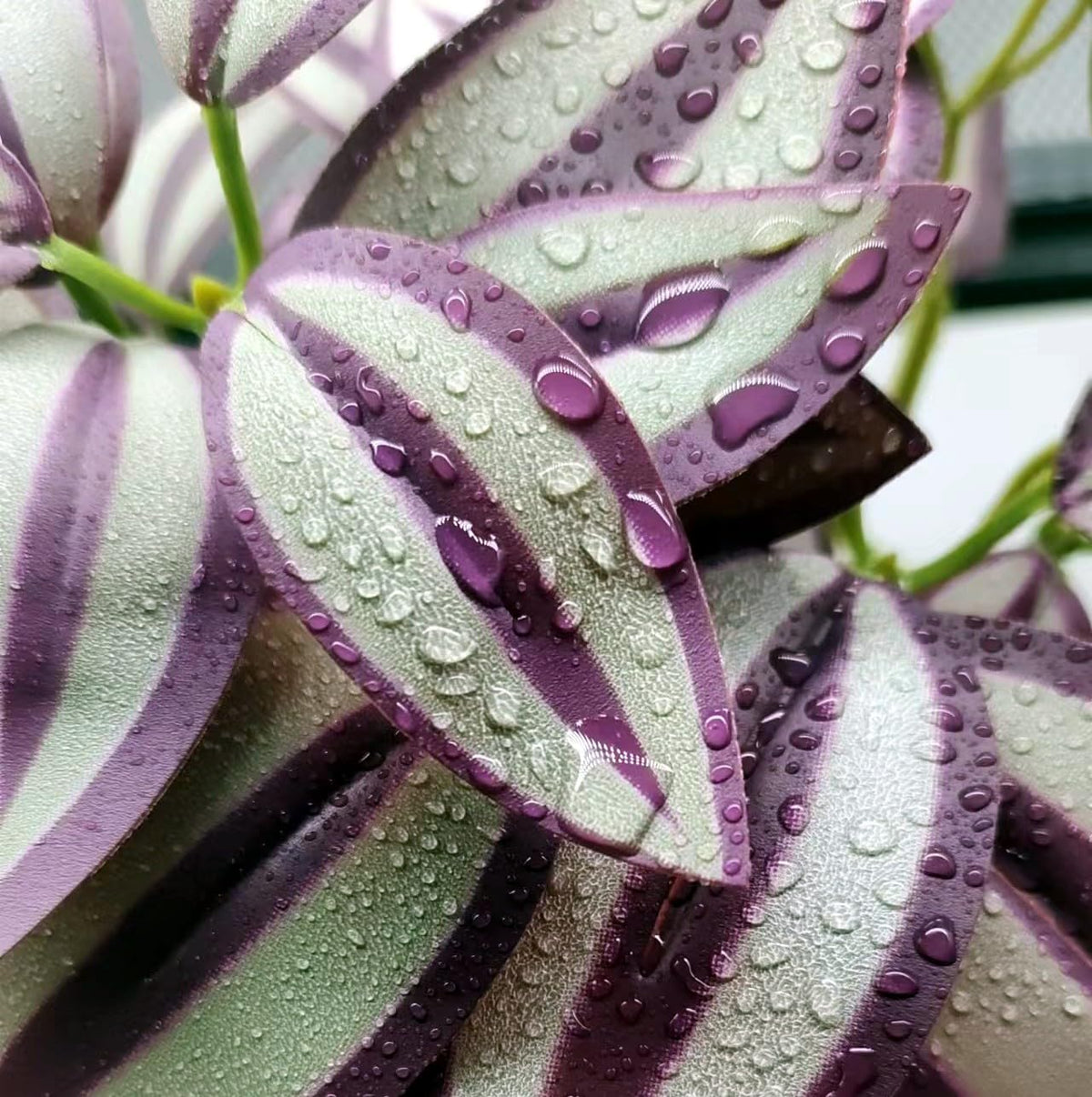Reptile Plants for Terrarium, Hanging with Suction Cup,Tank Decor