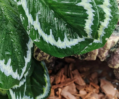 Reptile Plants for Terrarium, Hanging with Suction Cup,Tank Decor