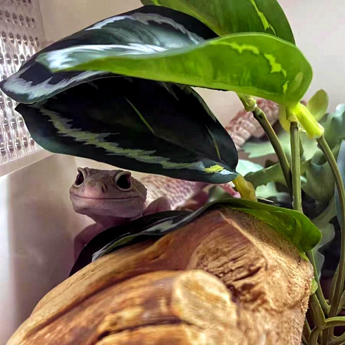 Reptile Plants for Terrarium, Hanging with Suction Cup,Tank Decor