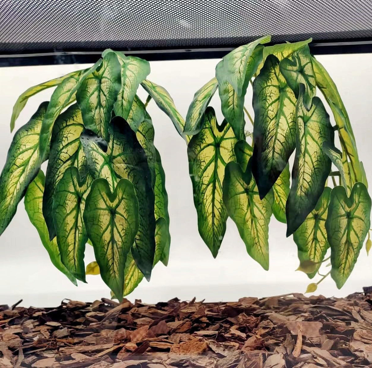 Reptile Plants for Terrarium, Hanging with Suction Cup,Tank Decor