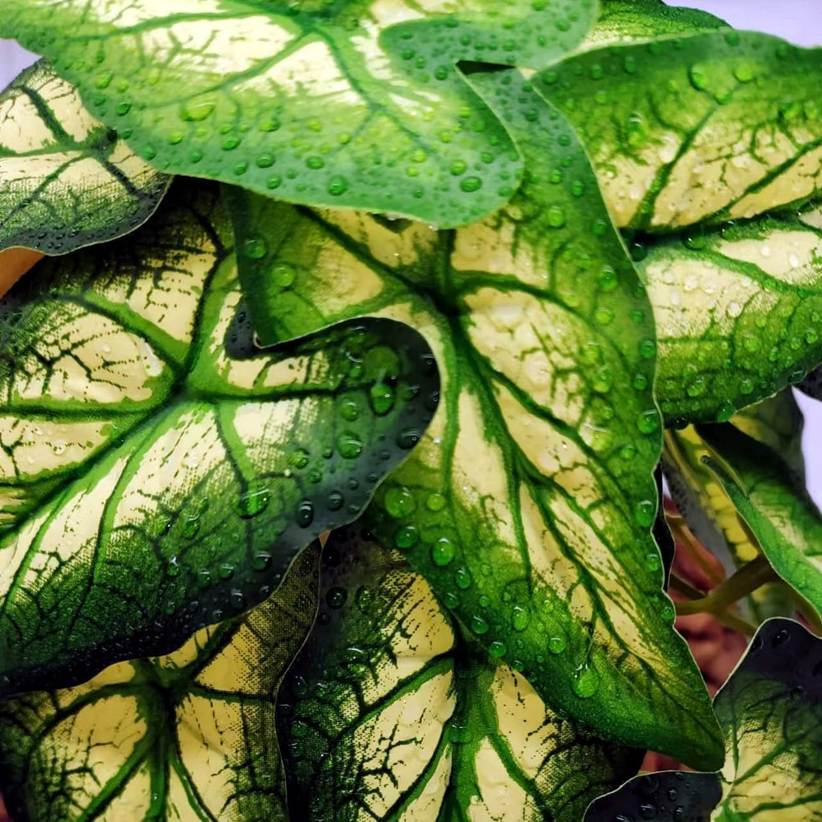 Reptile Plants for Terrarium, Hanging with Suction Cup,Tank Decor