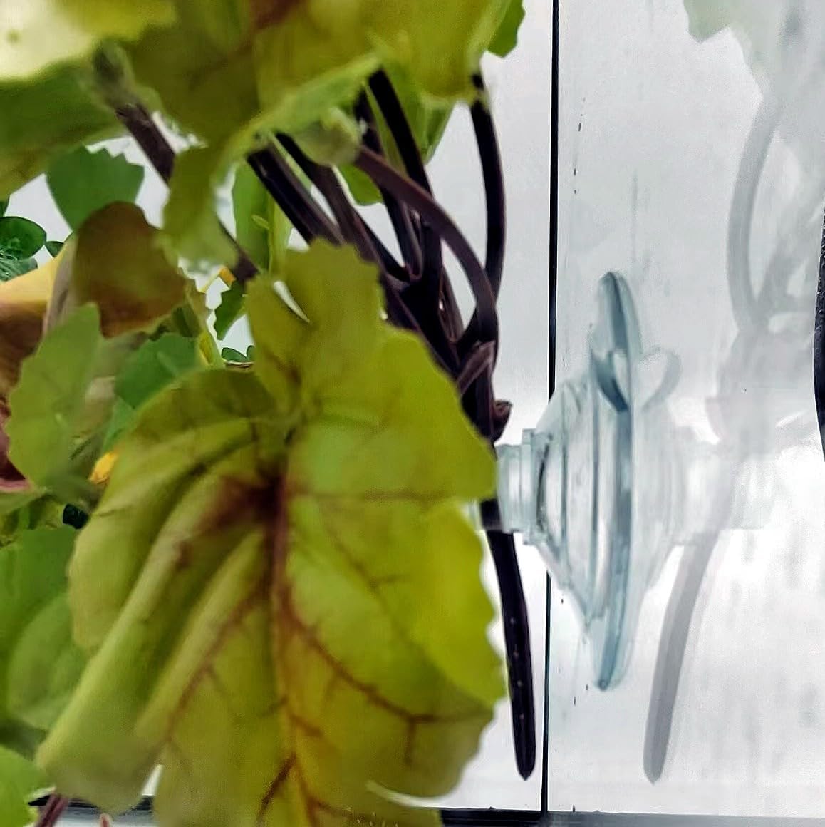 Reptile Plants for Terrarium, Hanging with Suction Cup,Tank Decor