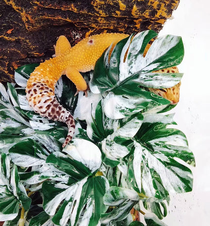 Reptile Plants for Terrarium, Hanging with Suction Cup,Tank Decor