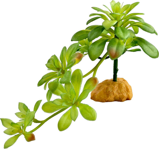 Reptile Plants for Desert Terrarium,Habitat Decor,Succulent Plant