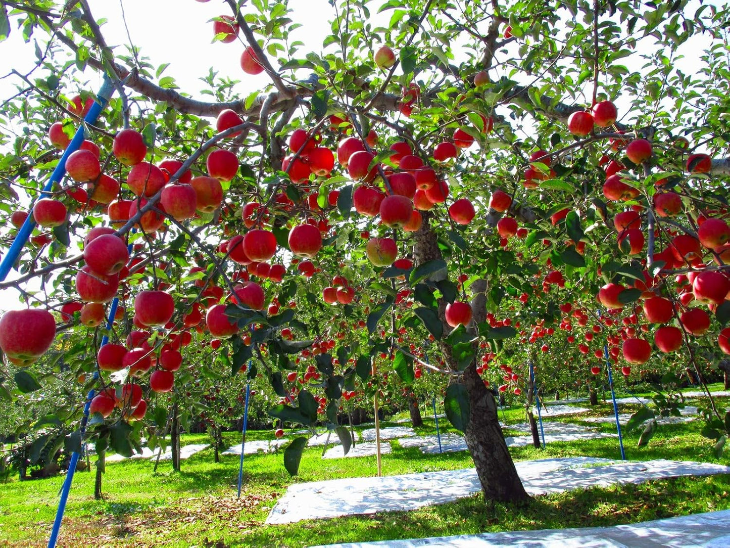 Fuji Apple Tree - Grow Fresh Fruit - Live Plant Shipped 3 Feet Tall