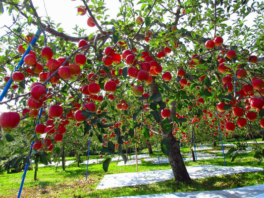 Fuji Apple Tree - Grow Fresh Fruit - Live Plant Shipped 3 Feet Tall