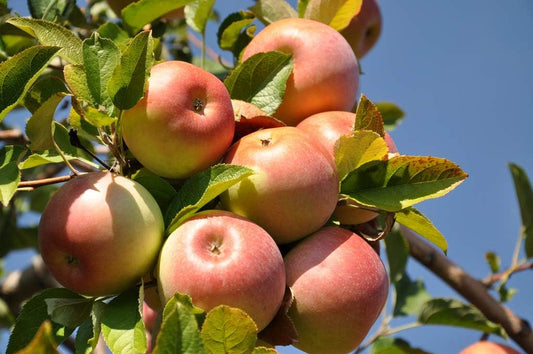 Fuji Apple Tree - Grow Fresh Fruit - Live Plant Shipped 3 Feet Tall