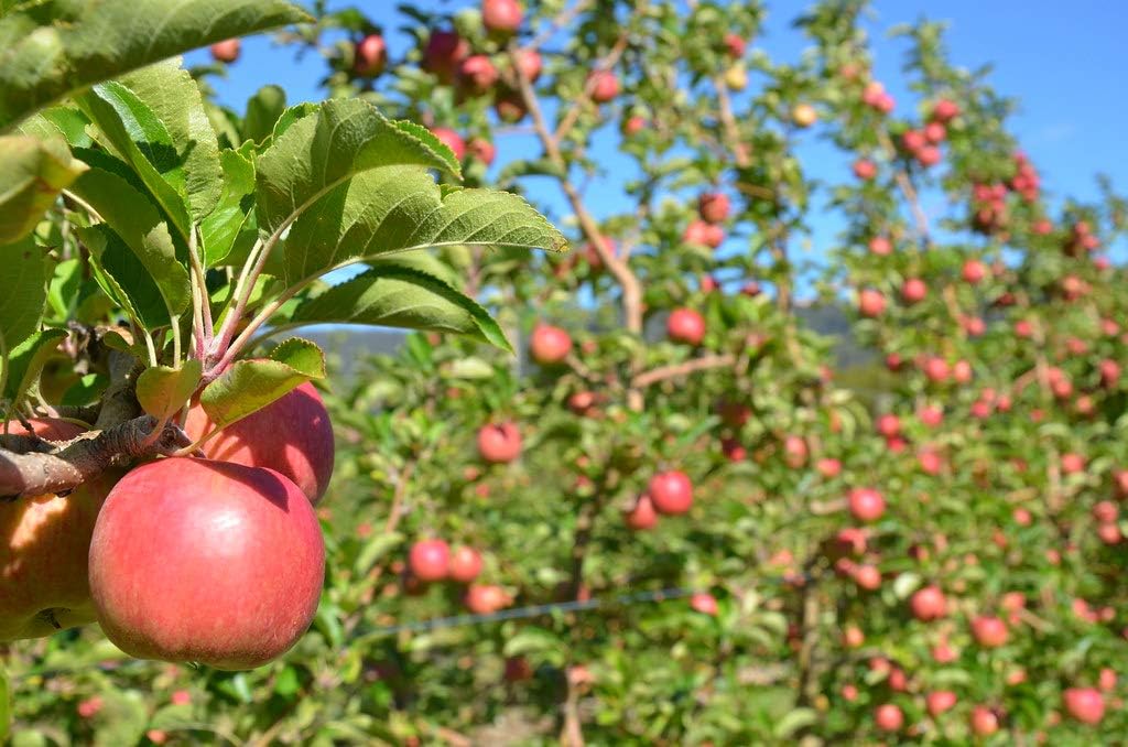 Fuji Apple Tree - Grow Fresh Fruit - Live Plant Shipped 3 Feet Tall