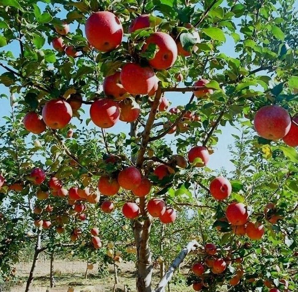 Fuji Apple Tree - Grow Fresh Fruit - Live Plant Shipped 3 Feet Tall