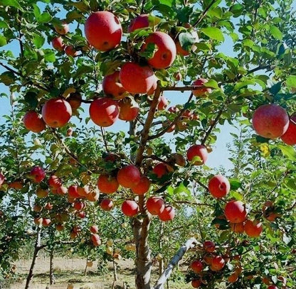 Fuji Apple Tree - Grow Fresh Fruit - Live Plant Shipped 3 Feet Tall