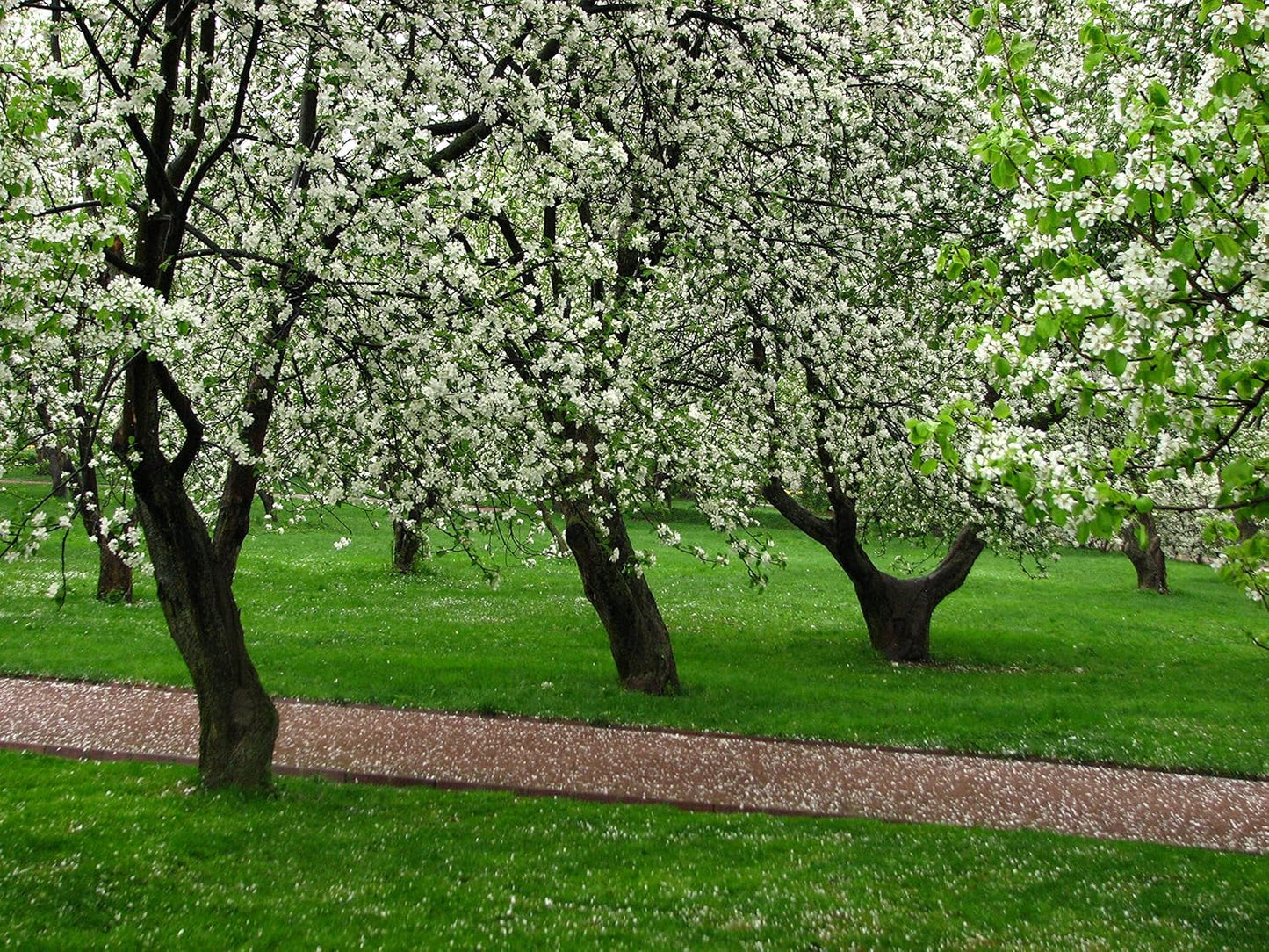 Fuji Apple Tree - Grow Fresh Fruit - Live Plant Shipped 3 Feet Tall
