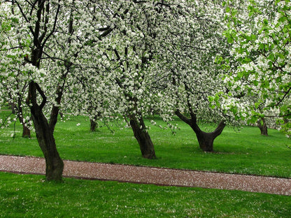 Fuji Apple Tree - Grow Fresh Fruit - Live Plant Shipped 3 Feet Tall