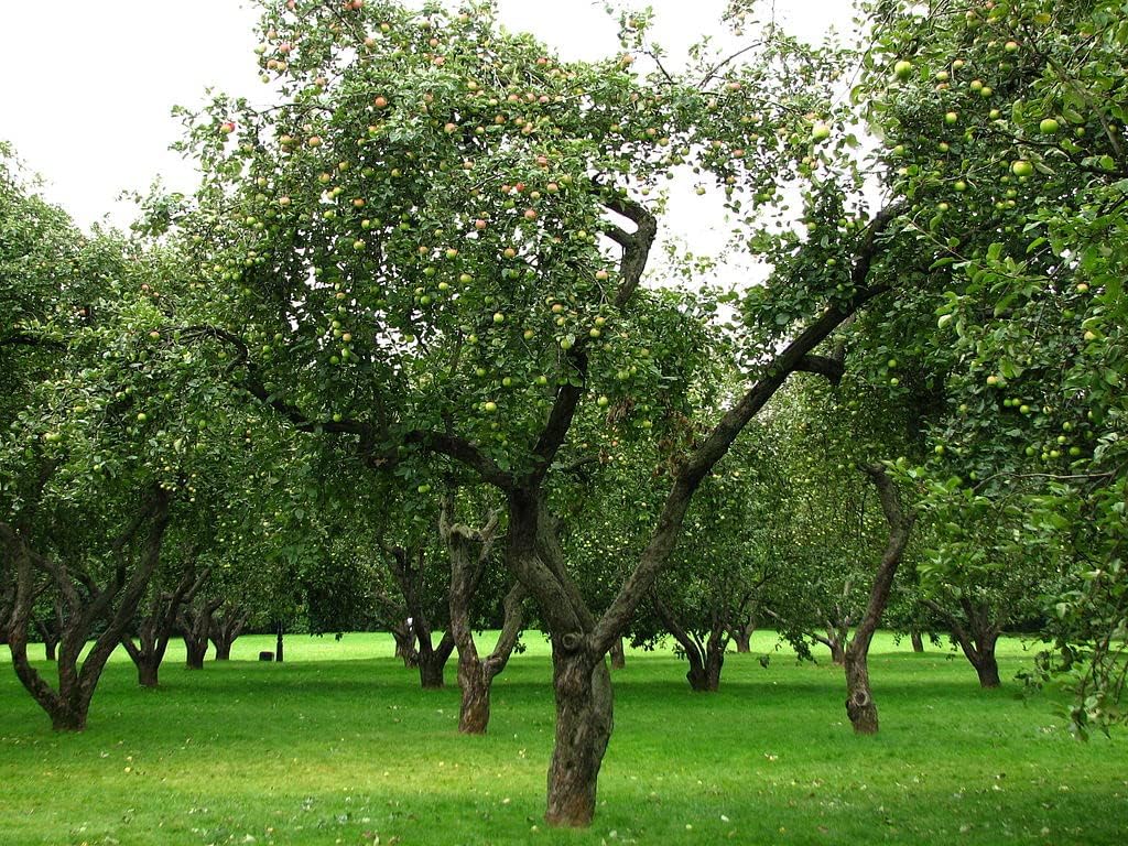 Fuji Apple Tree - Grow Fresh Fruit - Live Plant Shipped 3 Feet Tall