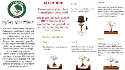 Fuji Apple Tree - Grow Fresh Fruit - Live Plant Shipped 3 Feet Tall