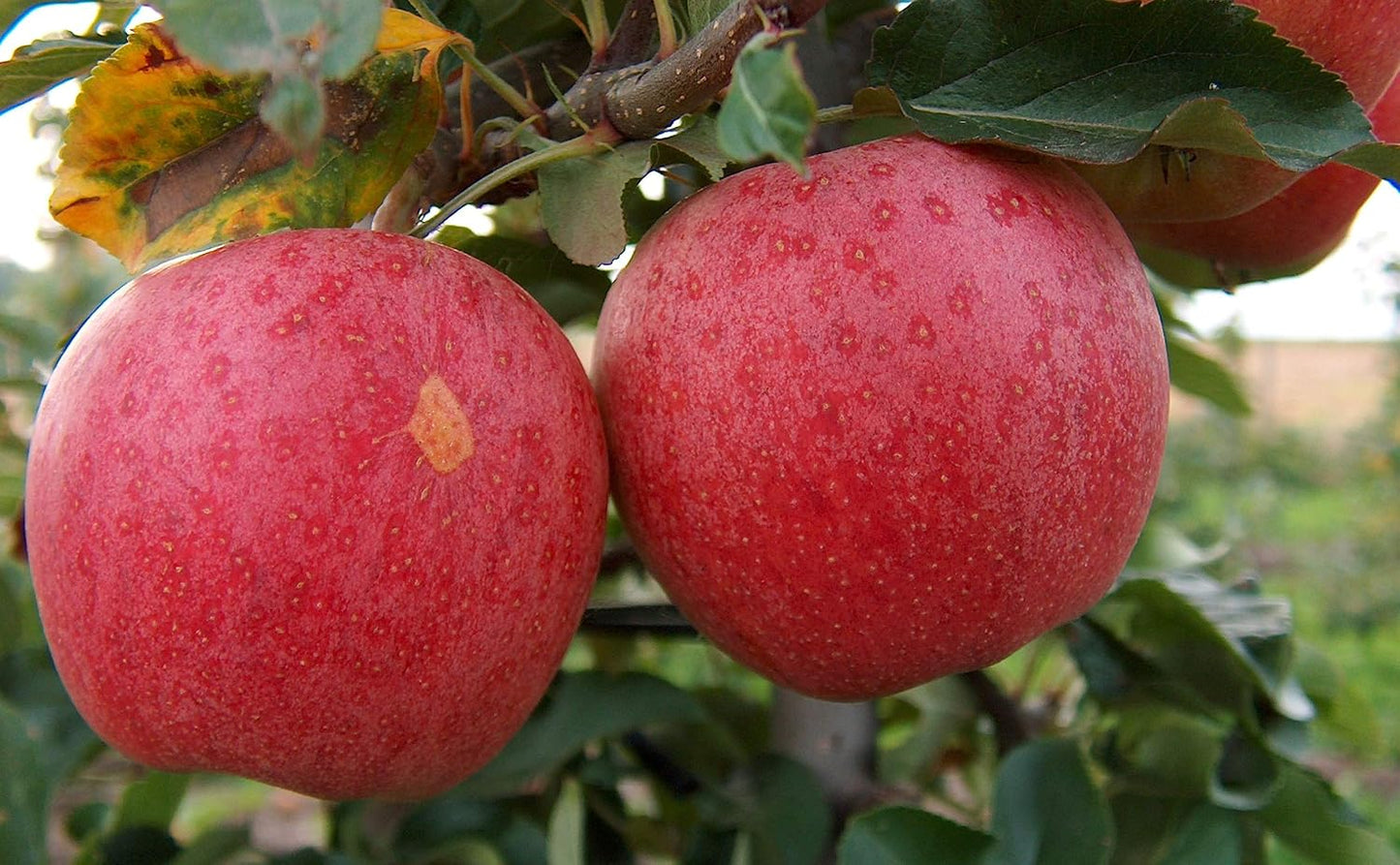 Fuji Apple Tree - Grow Fresh Fruit - Live Plant Shipped 3 Feet Tall