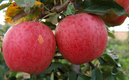 Fuji Apple Tree - Grow Fresh Fruit - Live Plant Shipped 3 Feet Tall