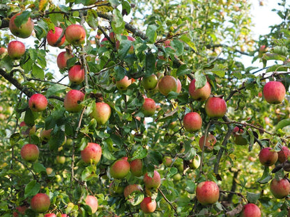 Fuji Apple Tree - Grow Fresh Fruit - Live Plant Shipped 3 Feet Tall