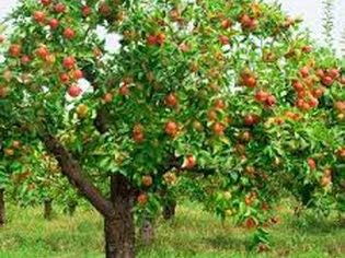 Fuji Apple Tree - Grow Fresh Fruit - Live Plant Shipped 3 Feet Tall