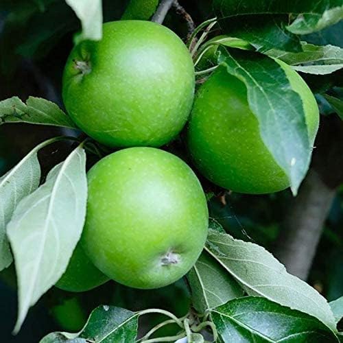 Fuji Apple Tree - Grow Fresh Fruit - Live Plant Shipped 3 Feet Tall