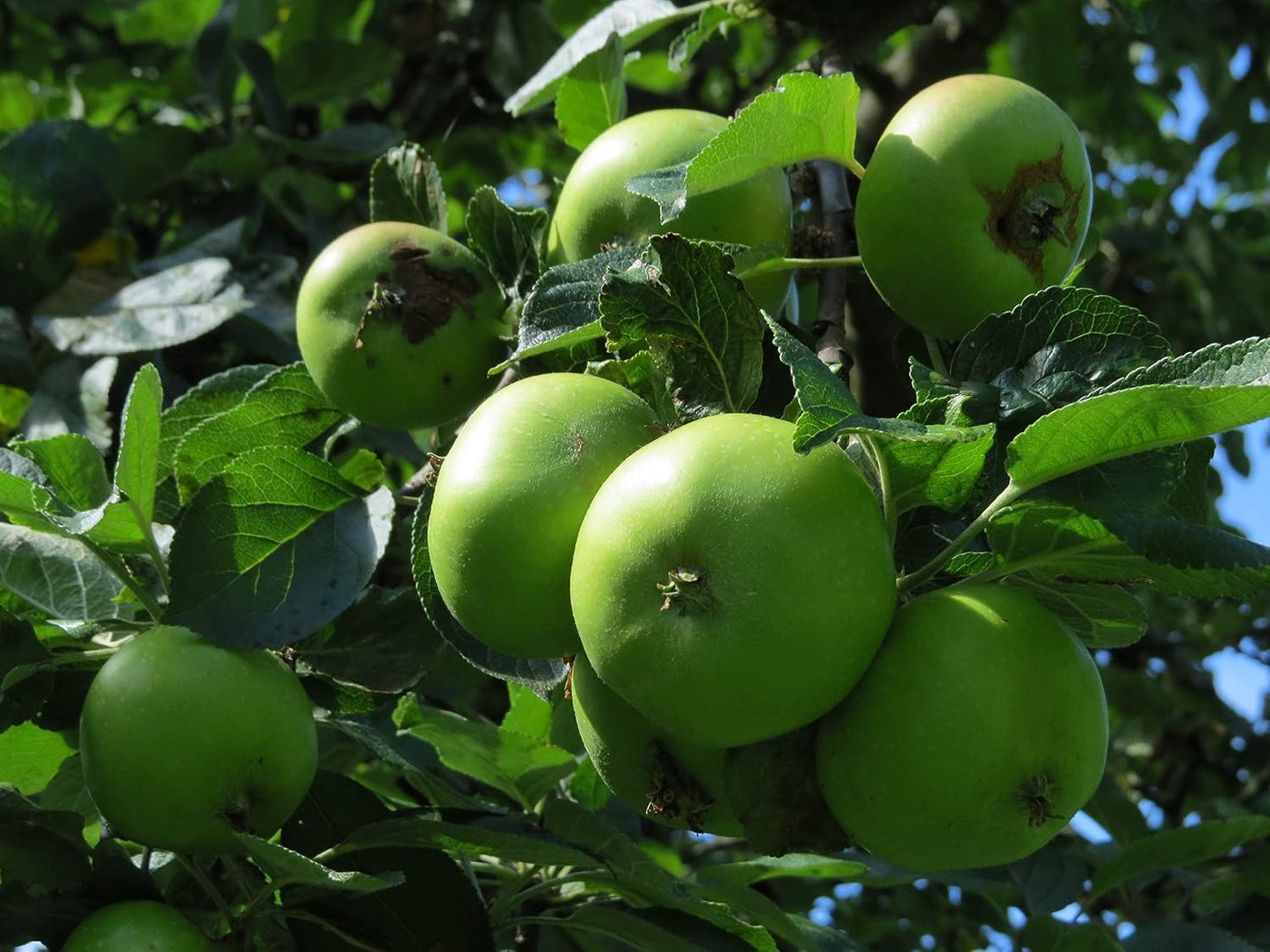 Fuji Apple Tree - Grow Fresh Fruit - Live Plant Shipped 3 Feet Tall