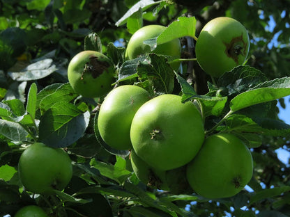 Fuji Apple Tree - Grow Fresh Fruit - Live Plant Shipped 3 Feet Tall