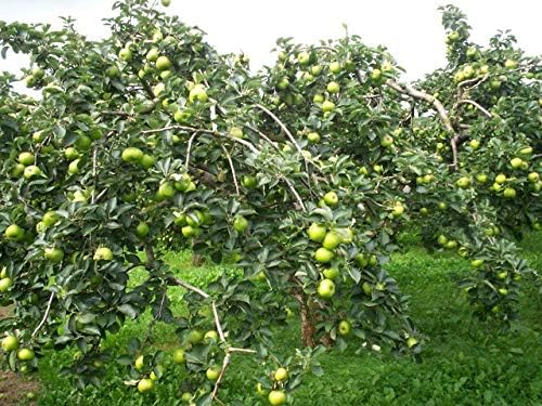 Fuji Apple Tree - Grow Fresh Fruit - Live Plant Shipped 3 Feet Tall