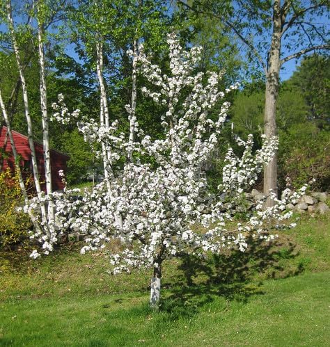 Fuji Apple Tree - Grow Fresh Fruit - Live Plant Shipped 3 Feet Tall