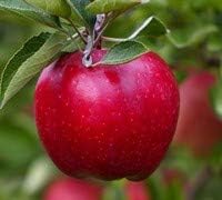 Fuji Apple Tree - Grow Fresh Fruit - Live Plant Shipped 3 Feet Tall