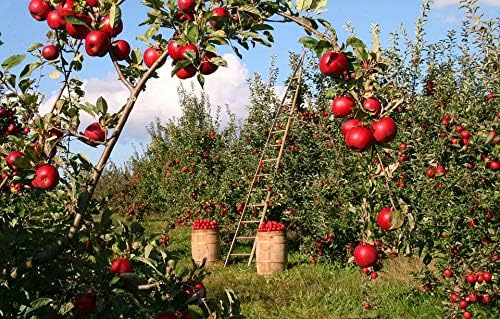 Fuji Apple Tree - Grow Fresh Fruit - Live Plant Shipped 3 Feet Tall