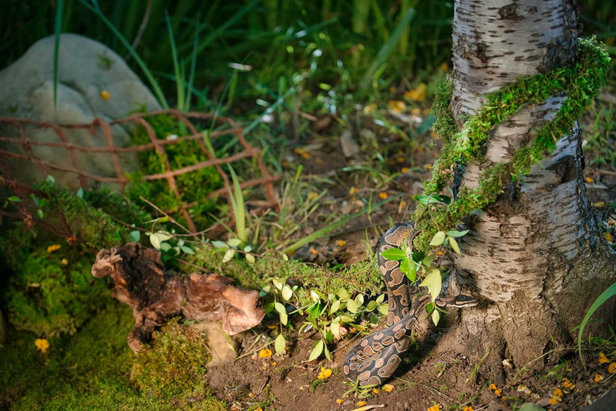 Galápagos (05266) MossVine, Real Moss Vine, 12FT, Green