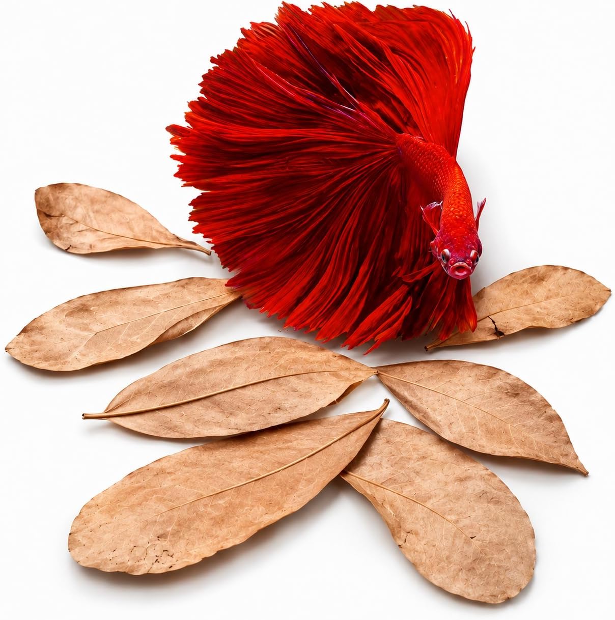 50 pcs Catappa Indian Almond Leaves – 2” Water Conditioner for Betta Fish Tank, Aquarium Leaf for Fish Breeding, Shrimp, Goldfish, Guppy & Frogs