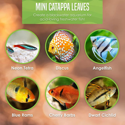50 pcs Catappa Indian Almond Leaves – 2” Water Conditioner for Betta Fish Tank, Aquarium Leaf for Fish Breeding, Shrimp, Goldfish, Guppy & Frogs