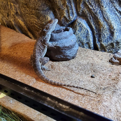 Reptile Carpet Coconut Fiber Mat,Lizard Terrarium Substrate Liner Gecko Tank Flooring Bearded Dragon Tank Accessories Bedding for Snakes Chameleons Tortoises