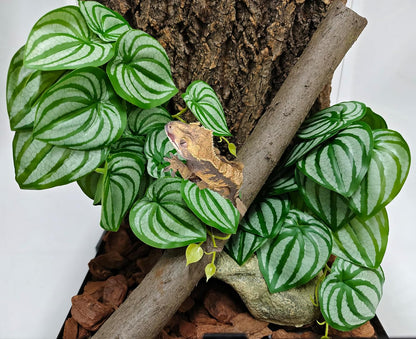 Reptile Plants for Terrarium, Artificial Hanging Plants with Suction Cups, Amphibian Tank Habitat Decor Plastic Plant for Bearded Dragons Lizards Snake Geckos Frogs - 2Pack Fake Monstera