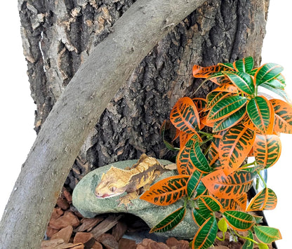 Reptile Plants for Terrarium, Artificial Hanging Plants with Suction Cups, Amphibian Tank Habitat Decor Plastic Plant for Bearded Dragons Lizards Snake Geckos Frogs - 2Pack Fake Monstera