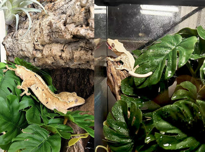 Reptile Plants for Terrarium, Artificial Hanging Plants with Suction Cups, Amphibian Tank Habitat Decor Plastic Plant for Bearded Dragons Lizards Snake Geckos Frogs - 2Pack Fake Monstera