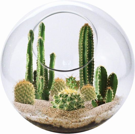 Cactus Succulent Glass Terrarium Starter Kit from - Grow Your Own Indoor Desert Terrariums - Includes Live Cacti Plants and Easy Setup with Complete Terrarium Supplies