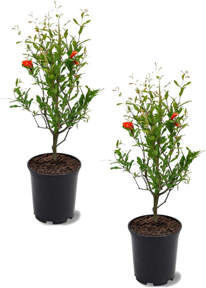 Parfianka Pomegranate Tree, Fruit Bearing, Hardy, 1 gal Nursery Pot, 12-18 in Tree Height (Due to Agricultural Laws, we Cannot Ship to CA, AZ, AK, or HI)