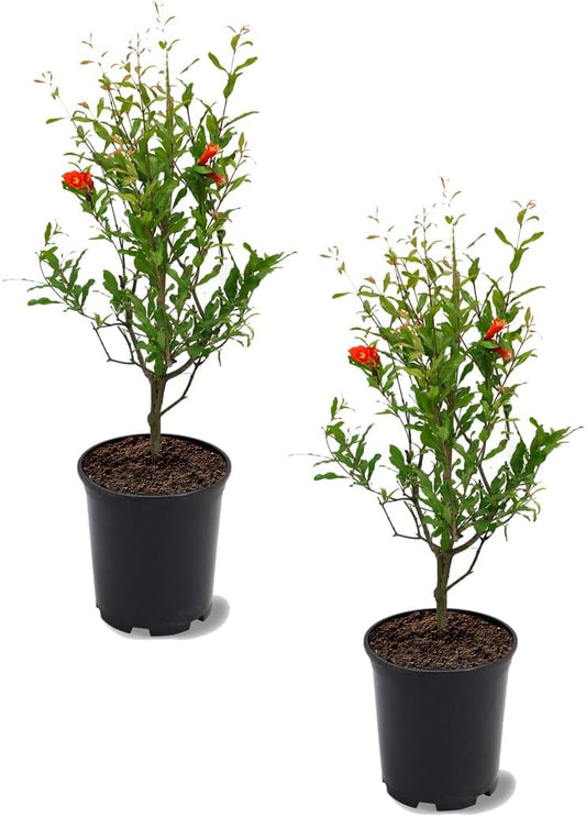 Parfianka Pomegranate Tree, Fruit Bearing, Hardy, 1 gal Nursery Pot, 12-18 in Tree Height (Due to Agricultural Laws, we Cannot Ship to CA, AZ, AK, or HI)